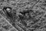 Vumbura Aerial Elephants Vumbura Aerial Elephants